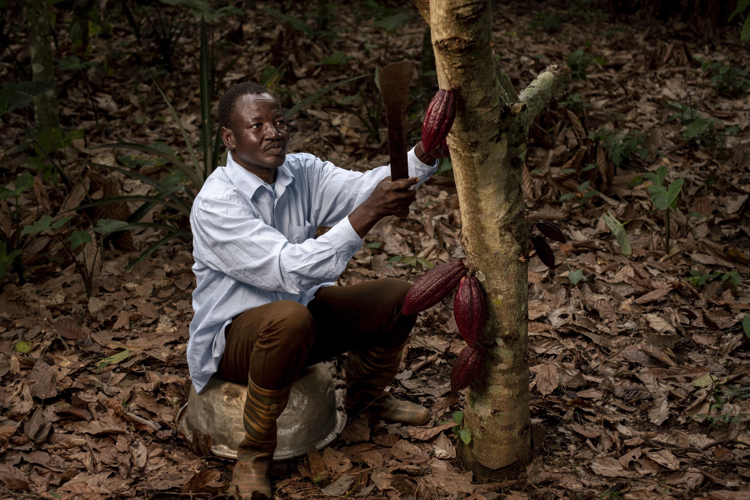 full-shot-man-picking-cocoa-beans-scaled.jpg