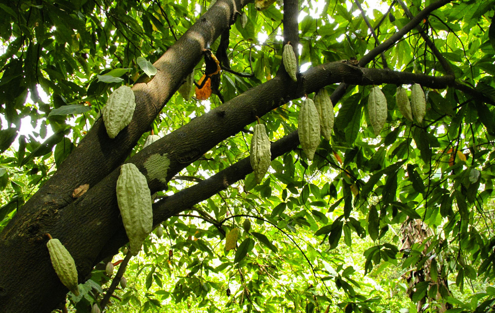 pohon-cocoa.png