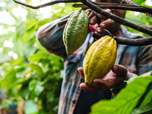Natural High Fat Cocoa Powder