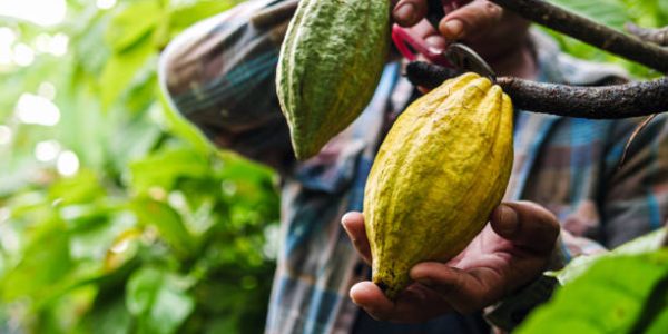 Natural High Fat Cocoa Powder